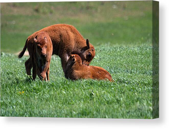 Young Buffalo Canvas Print Canvas Print featuring the photograph Rise and Shine by Jim Garrison