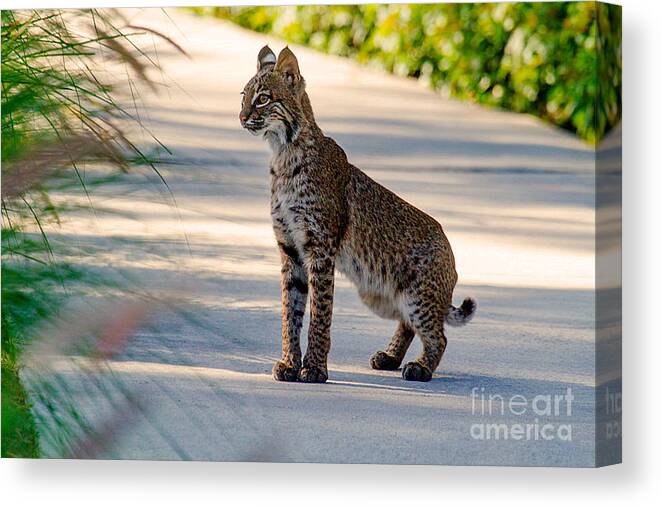 Bob Cat Canvas Print featuring the photograph Road side rest bob cat by Davids Digits