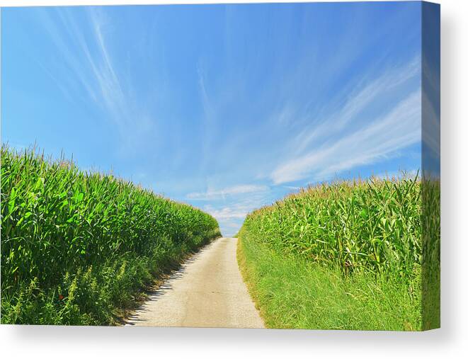 Tranquility Canvas Print featuring the photograph Road Through Cornfield by Raimund Linke