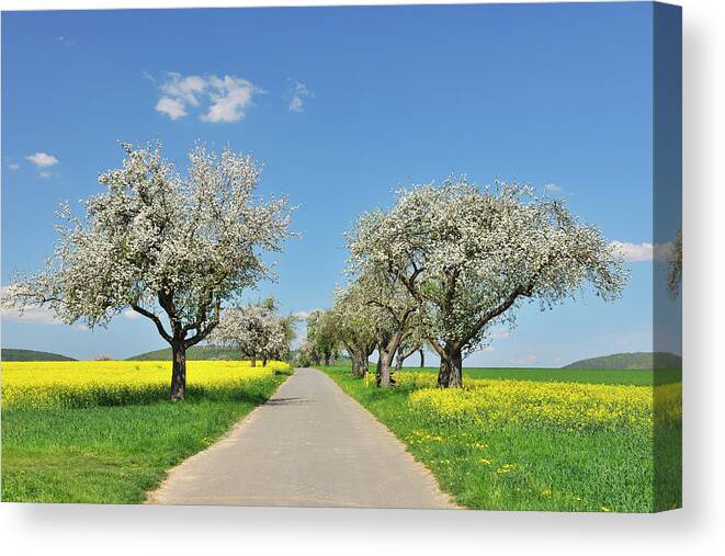 Tranquility Canvas Print featuring the photograph Road With Blooming Apple Trees by Raimund Linke