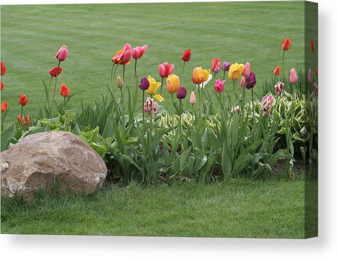 Tulips Canvas Print featuring the photograph Tulip and Hosta Garden by Valerie Collins