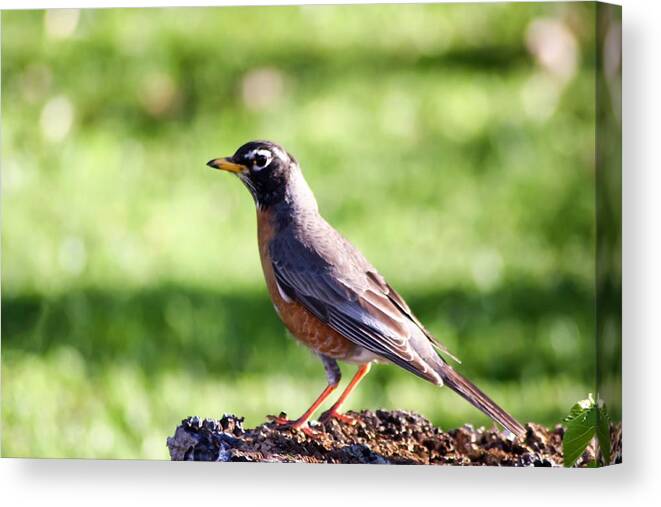 Robin Posing Canvas Print featuring the photograph Robin Posing by Cynthia Woods