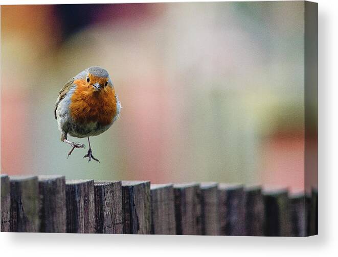 Glasgow Canvas Print featuring the photograph Robin Red Breast Landing by By Gerry Greer