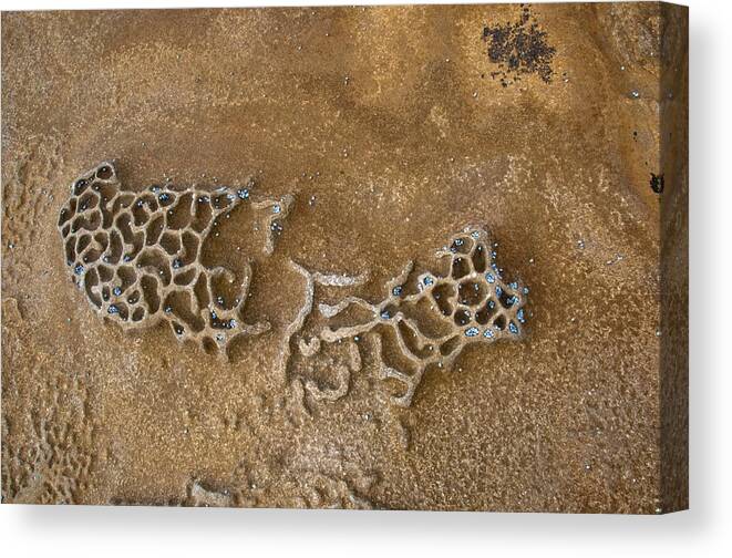Rock Art Canvas Print featuring the photograph Rock Pool Art E by Peter Kneen