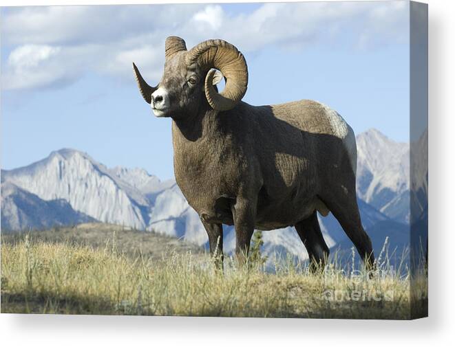 Big Horn Sheep Canvas Print featuring the photograph Rocky Mountain Big Horn Sheep by Bob Christopher