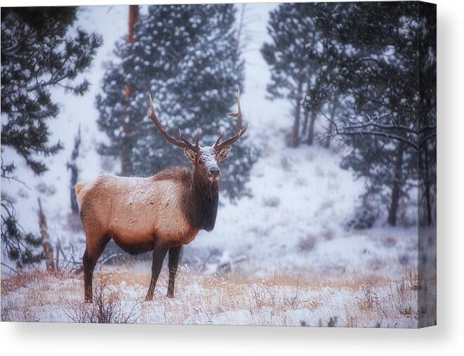 Snow Canvas Print featuring the photograph Rocky Mountain Elk by Darren White
