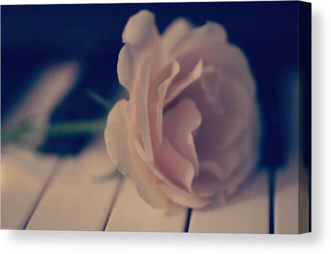 Most Beautiful Rose Canvas Print featuring the photograph Romantic Rose by The Art Of Marilyn Ridoutt-Greene