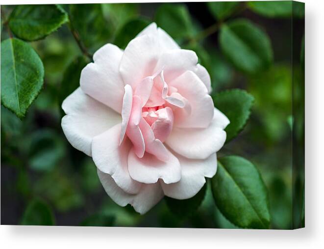 Blooming Canvas Print featuring the photograph Rosa 'New Dawn' Blossom by Michael Russell