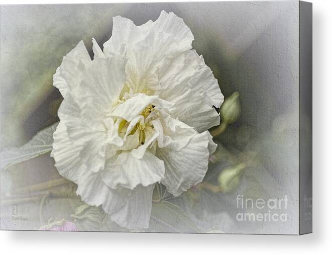 Rose Of Sharon Canvas Print featuring the photograph Rose of Sharon 4a by Elaine Teague