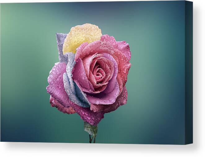 Background Canvas Print featuring the photograph Rose colorful by Bess Hamiti