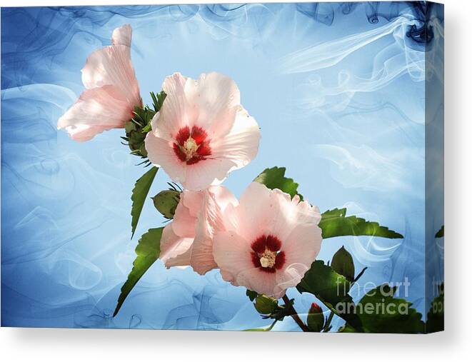 Blues Canvas Print featuring the photograph Rose of Sharon by Geraldine DeBoer