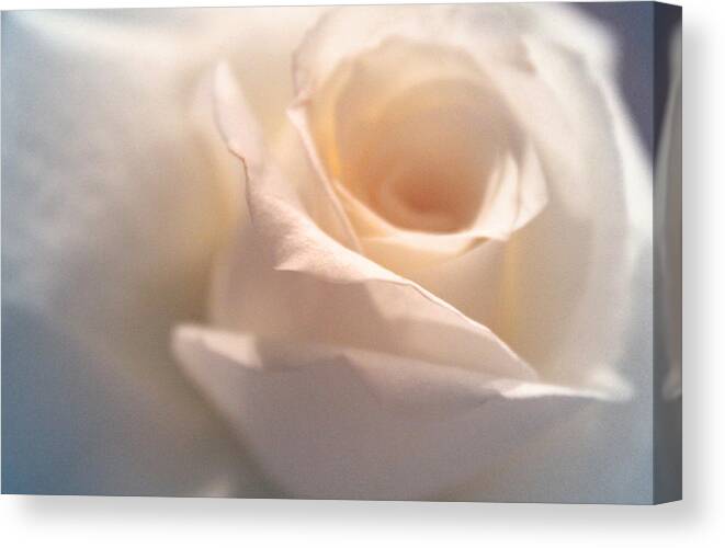 Roses Canvas Print featuring the photograph Rose of the Wind by The Art Of Marilyn Ridoutt-Greene
