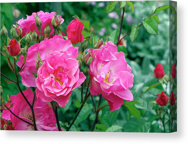 'kathleen Ferrier' Canvas Print featuring the photograph Rose (rosa 'kathleen Ferrier') by Neil Joy/science Photo Library