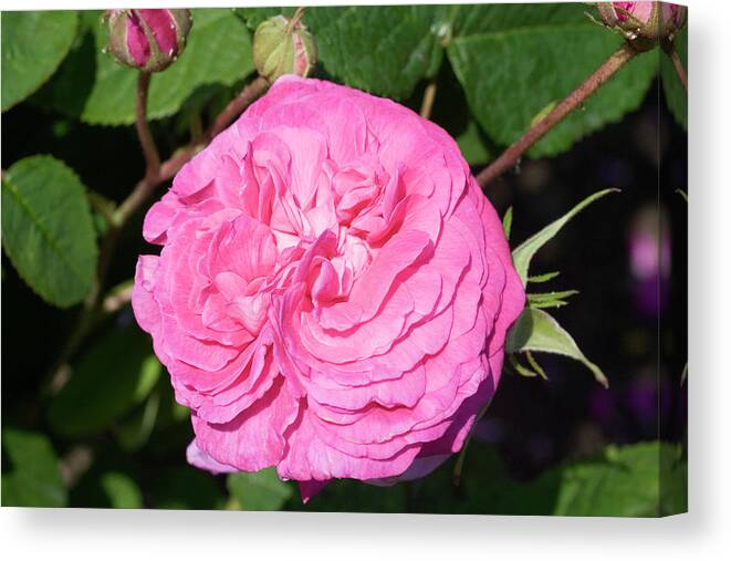 'madame Boll' Canvas Print featuring the photograph Rose (rosa 'madame Boll') by Dan Sams/science Photo Library