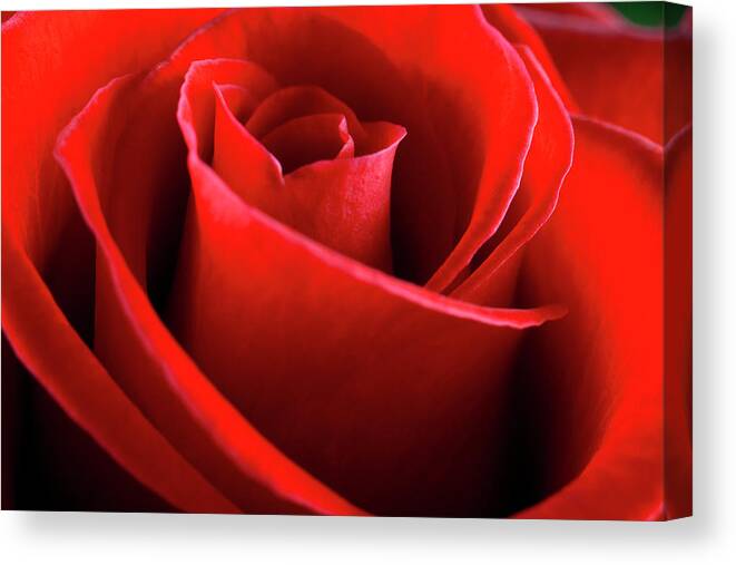 Bud Canvas Print featuring the photograph Rose Swirl by Nickfree