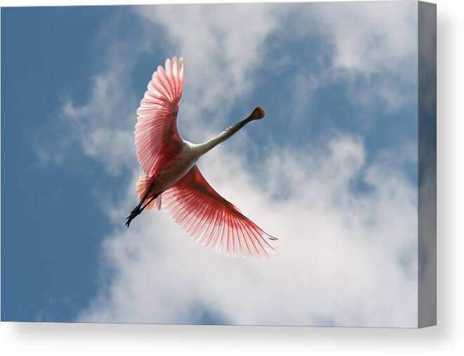 Roseate Canvas Print featuring the photograph Roseate Soaring by Paul Rebmann