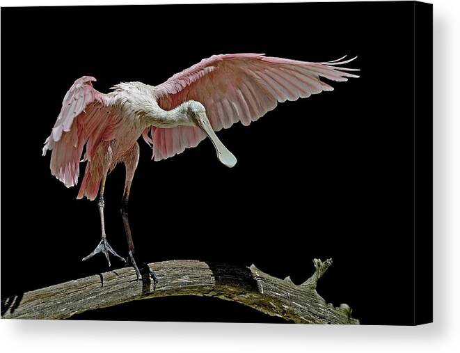 Roseate Spoonbill Canvas Print featuring the photograph Roseate Spoonbill by Stuart Harrison