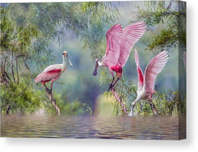 Roseate Spoonbills Canvas Print featuring the photograph Roseate Spoonbill Trio by Bonnie Barry
