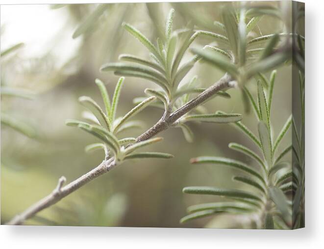 Tranquility Canvas Print featuring the photograph Rosemary Herb Plant by Edward Olive - Fine Art Photographer