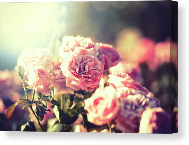 Flowerbed Canvas Print featuring the photograph Roses by Portishead1