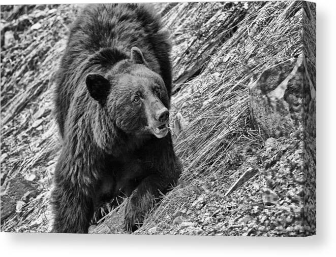 Yellowstone National Park Canvas Print featuring the photograph Rosie by Gary Hall