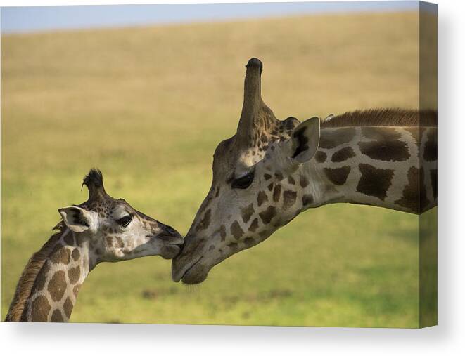 San Diego Zoo Canvas Print featuring the photograph Rothschild Giraffe Male Calf Nuzzling by San Diego Zoo