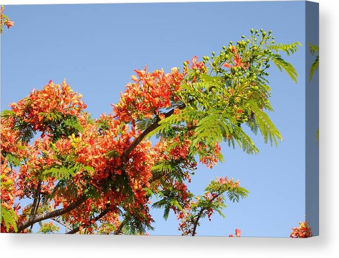 Royal Poinciana Canvas Print featuring the photograph Royal Poinciana Branch by Bradford Martin