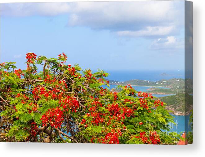 Turquoise Canvas Print featuring the photograph Royal Poinciana View by Diane Macdonald