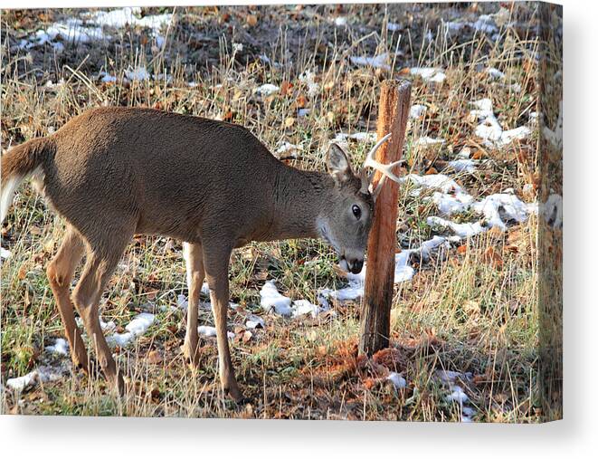 Whitetail Canvas Print featuring the photograph Rubbing Post by Shane Bechler