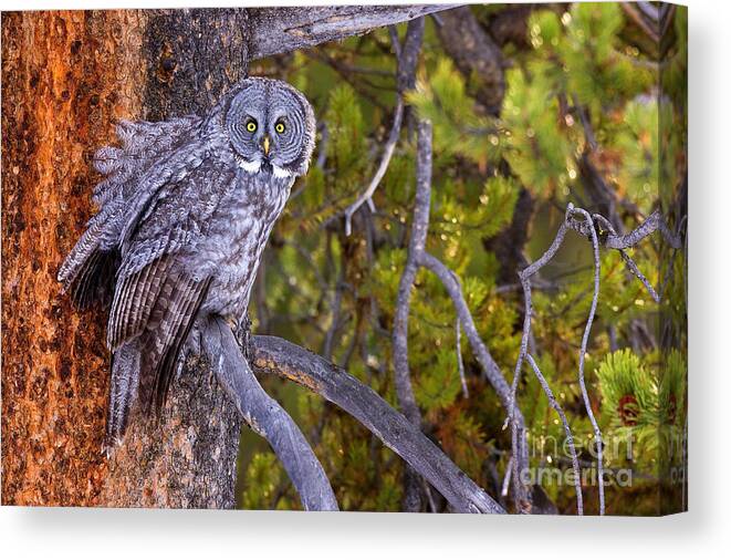 Great Gray Owl Canvas Print featuring the photograph Ruffled Feathers by Aaron Whittemore