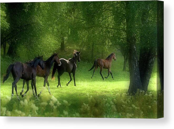 Horses Canvas Print featuring the photograph Running Horses by Allan Wallberg