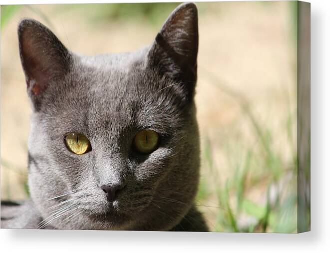 Cat Canvas Print featuring the photograph Russian Blue by Sue Chisholm