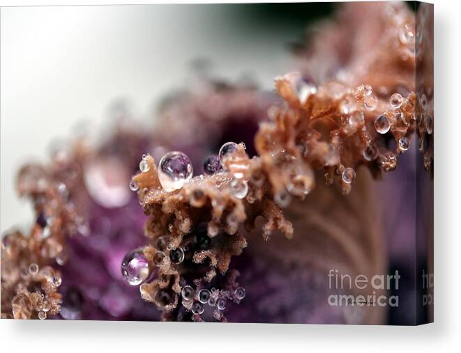 Droplets Canvas Print featuring the photograph Rusty droplets by Yumi Johnson