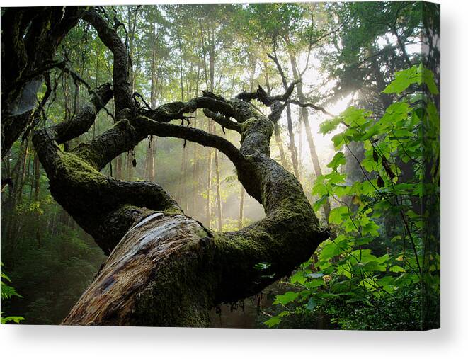 California Canvas Print featuring the photograph Sacred Forest by Dustin LeFevre