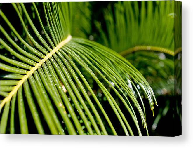Cycad Sago Palm Canvas Print featuring the photograph Sago's splendor by Jessica Brown