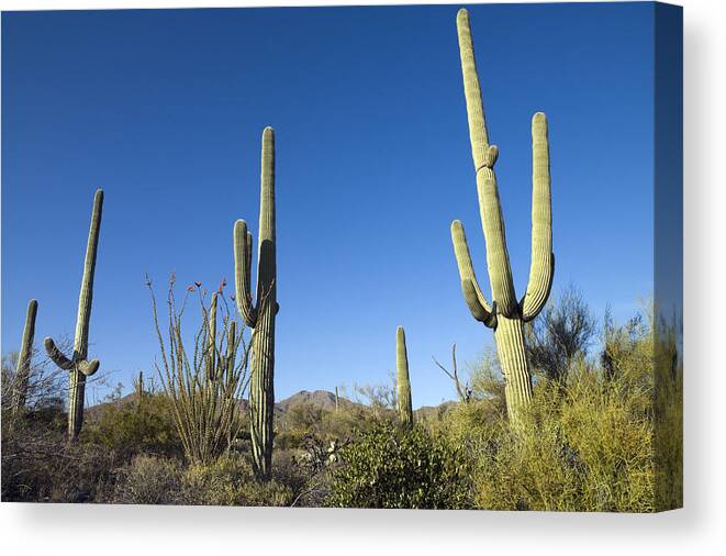 Saguaro Cactus Canvas Print featuring the photograph Saguaro Cactus near Tucson by Carol M Highsmith