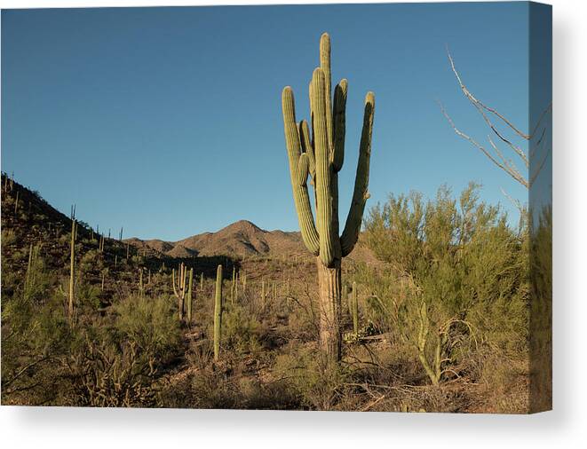 Saguaro Cactus Canvas Print featuring the photograph Saguaro Cactus by Steve Lewis Stock