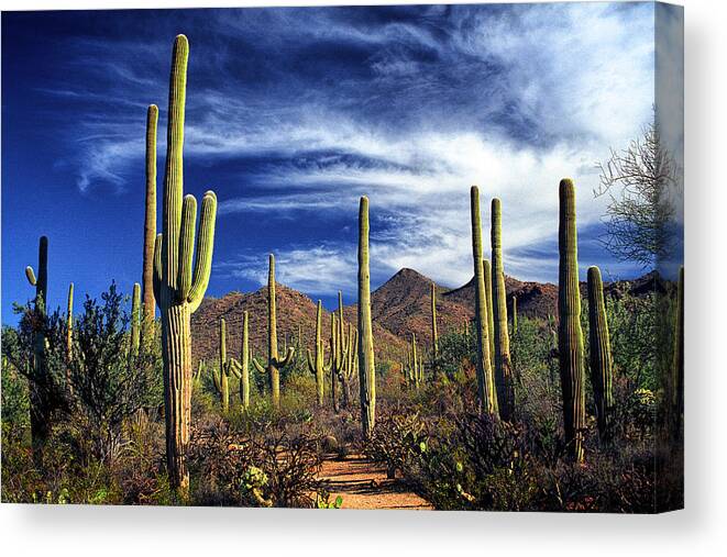 Art Canvas Print featuring the photograph Saguaro Cactuses in Saguaro National Park by Randall Nyhof