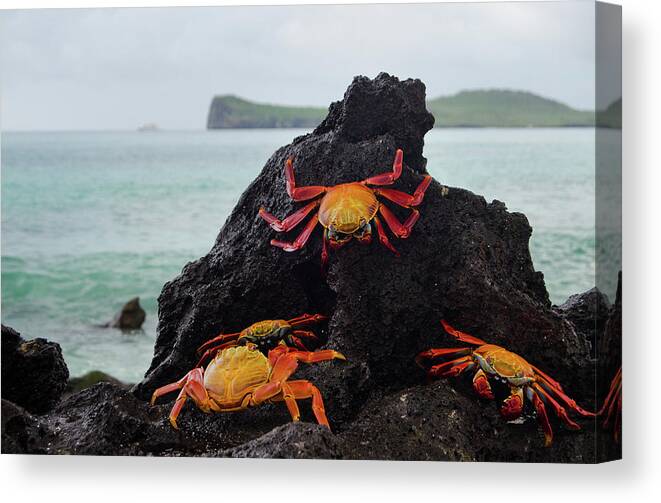 Espanola Island Canvas Print featuring the photograph Sally-lightfoot Crabs by Pearl Vas