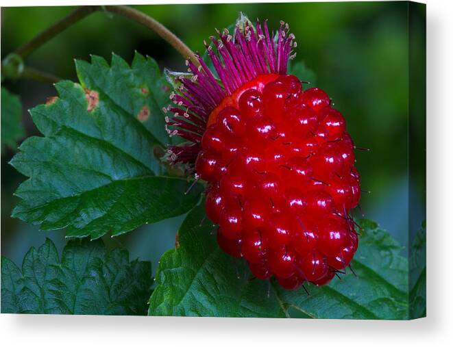 Berry Canvas Print featuring the photograph Salmonberry by Michael Russell
