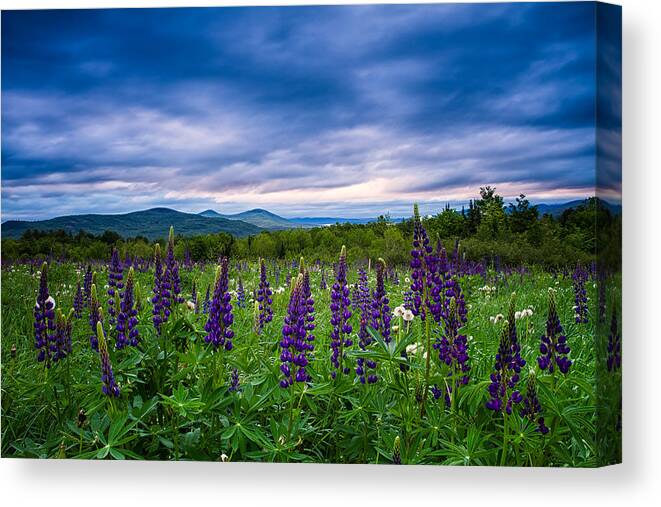 Sugar Hill New Hampshire Canvas Print featuring the photograph Sampler Field Lupine by Jeff Sinon