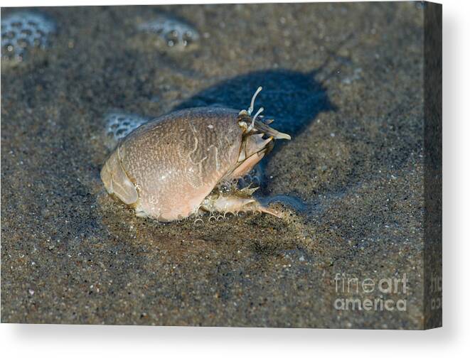 Pacific Sand Crab Canvas Print featuring the photograph Sand Crab Or Mole Crab by Anthony Mercieca