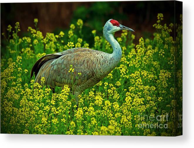 Wildflowers Canvas Print featuring the photograph Sandhill Crane by Elizabeth Winter