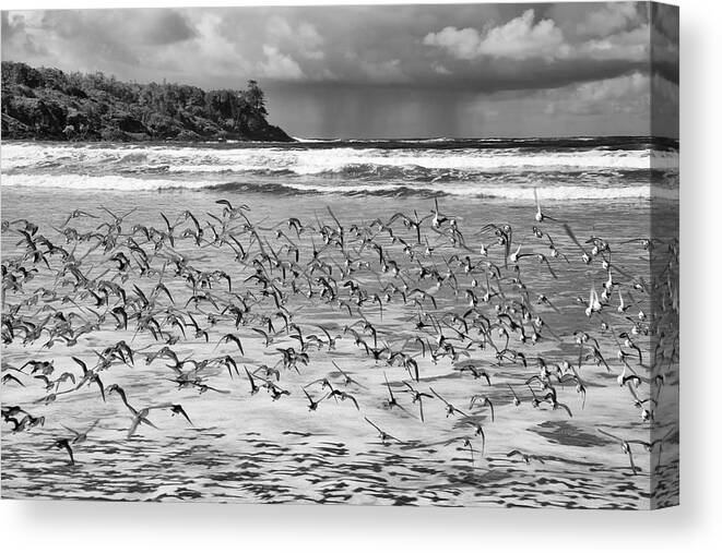 Black And White Canvas Print featuring the photograph Sandpiper Storm by Allan Van Gasbeck