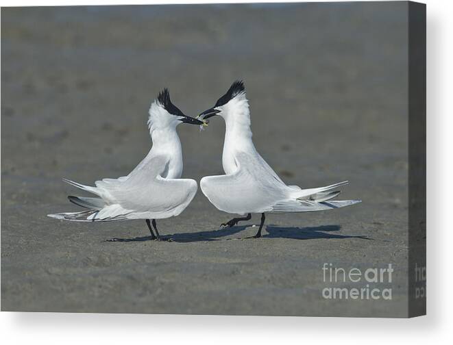 Sandwich Tern Canvas Print featuring the photograph Sandwich Terns by Anthony Mercieca