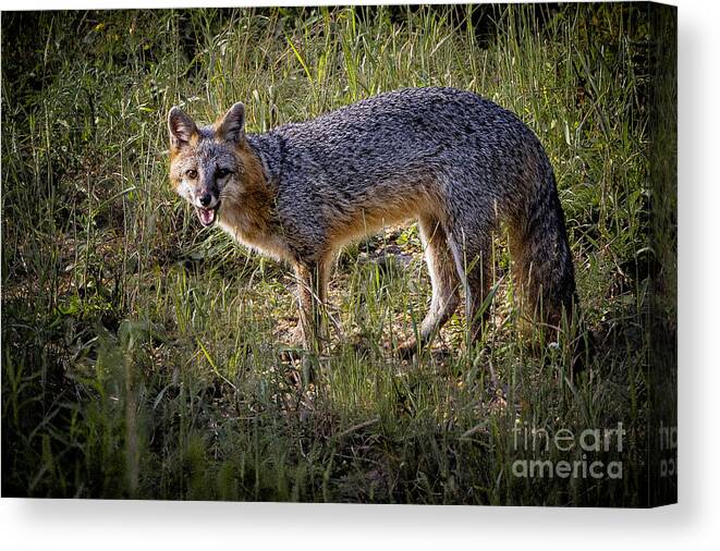 Gray Fox Canvas Print featuring the photograph Sassy Fox by Ronald Lutz