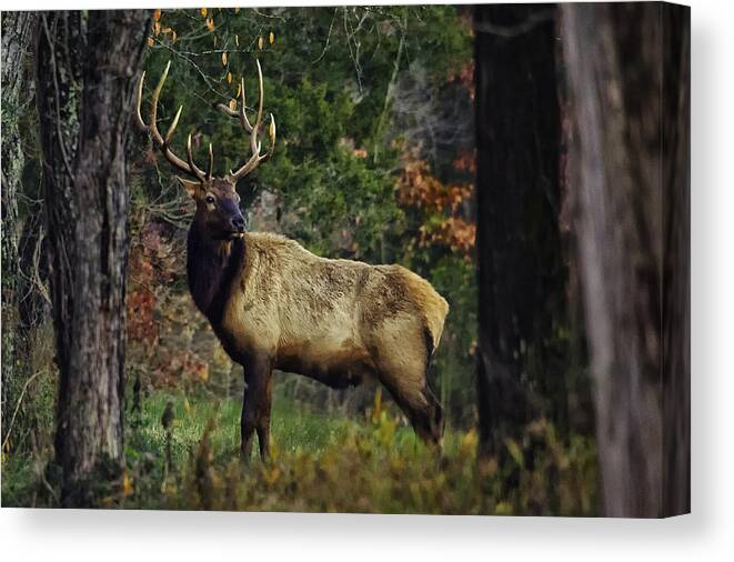 Elk Canvas Print featuring the photograph Satellite Bull Along Tree Line by Michael Dougherty
