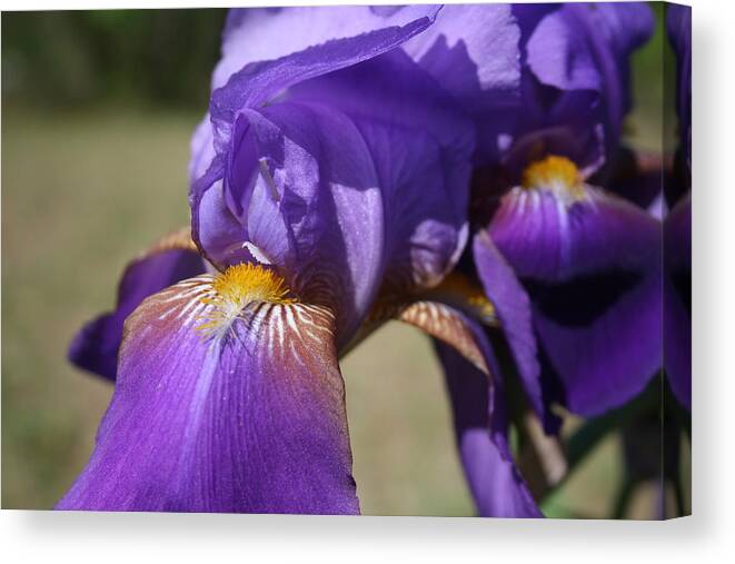 Irises Canvas Print featuring the photograph Purple Iris Closeup by Cathy Harper