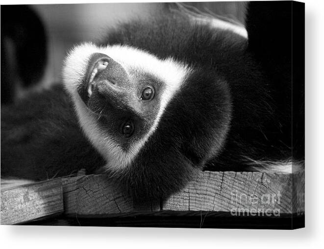 Colobus Canvas Print featuring the photograph Say Cheese by Jayne Carney