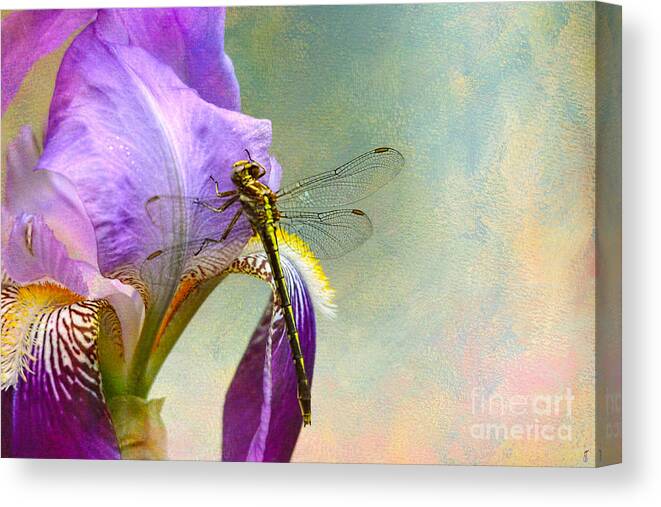 Iris Germanica Canvas Print featuring the photograph Say Hello To Spring by Jai Johnson